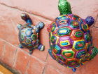 pair of painted tortoise